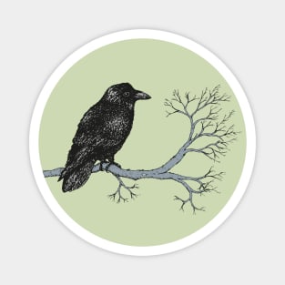 Raven pen drawing Magnet